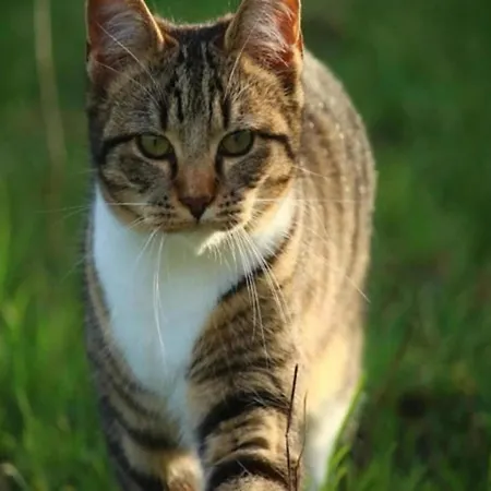Tiny House By Dutch Waterfront Retreat בית נופש Maurik