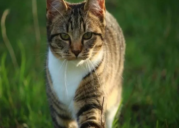 Tiny House By Dutch Waterfront Retreat Vakantiehuis Maurik